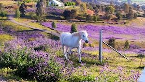 белый конь на цветущем поле 