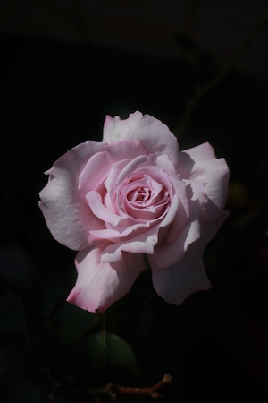 Бутон бледно-розовой розы, крупный план, черный фон 