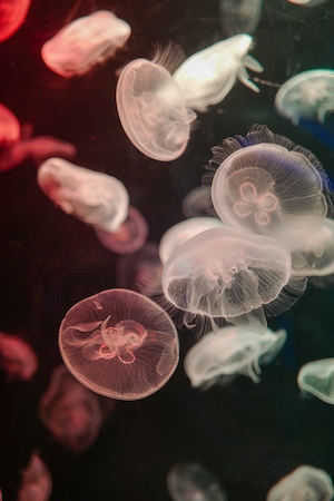 белые медузы, крупный план 