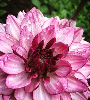 Ярко-розовый цветок крупным планом с каплями дождя на лепестках.