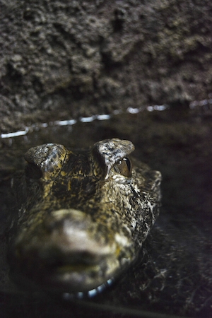 Крупный план головы крокодила, появляющейся из воды.