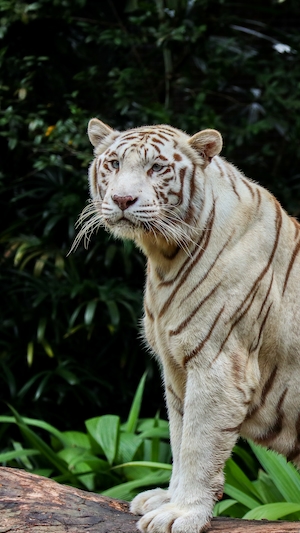 портрет белого тигра, крупный план 