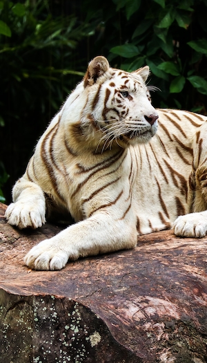 белый тигр лежит на скале, крупный план 