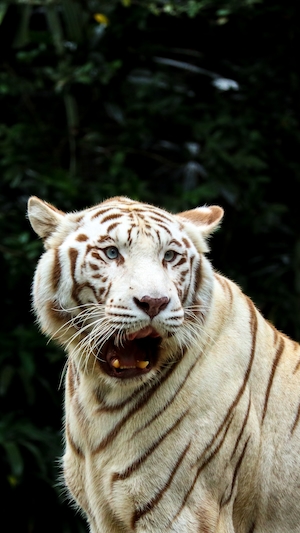 белый тигр рычит, крупный план 