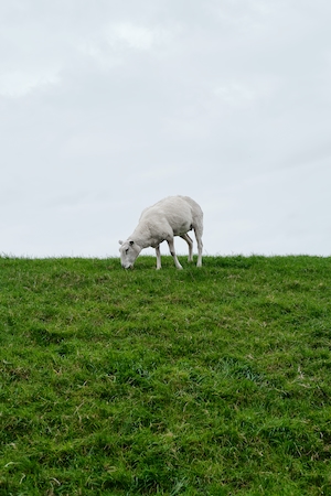 Овца на зеленом поле 