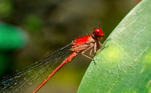 Красная муха-девица на листе