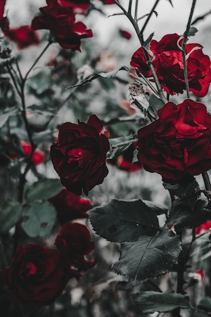 Красные розы. Красные кустовые розы, красные розы на кустах 