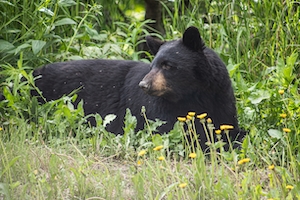 Черный медведь отдыхает возле одуванчиков.