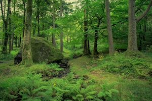 Пышный Зеленый лес