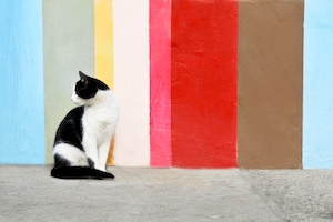 черно-белый кот на фоне красочной стены 