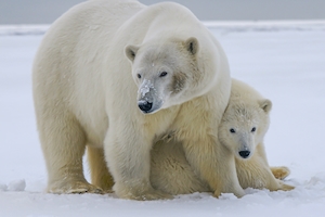 Мать и детеныш белого медведя, северная Аляска