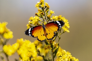 бабочка с раскрытыми крыльями сидит на желтом цветке, крупный план 