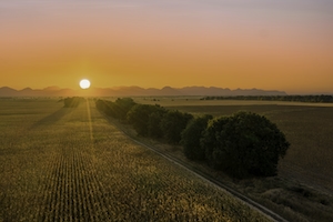 Дорога в полях навстречу солнцу, сельский пейзаж, Восход солнца над зеленым полем 