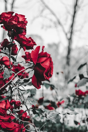 Красные розы, Красные кустовые розы, красные розы на кустах