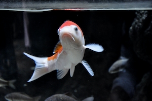 оранжево-белая рыба в аквариуме, крупный план 