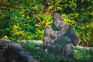 черная горилла сидит среди растений 