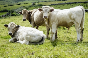 3 Коровы в поле, две стоят, одна лежит