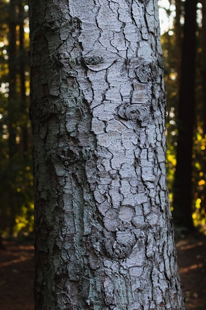 текстурированная кора дерева в лесу