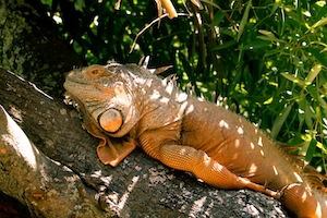 коричневая рептилия лежит на дереве 