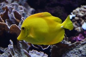 желтая рыбка у рифа, вид сбоку, крупный план