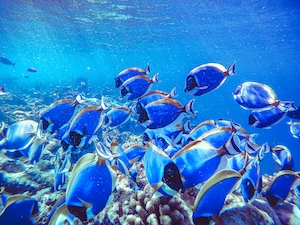 косяк пестрых голубых рыб у кораллового рифа