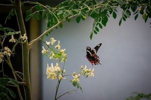 бабочка в полете над белым цветком 