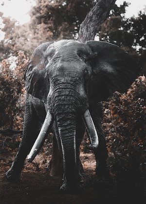 Слон сфотографирован в дикой природе. Большой бивень, полный серой грязи, смотрит в кадр сверху вниз.