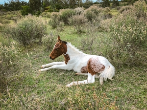 бело-коричневый конь лежит на траве 