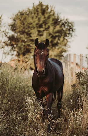 крупный план, коричневая лошадь в траве 