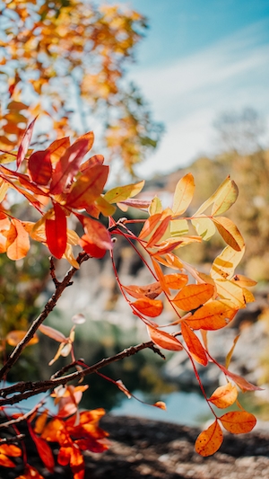 Осенняя листва 