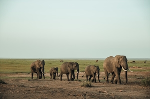 стадо слонов на поле 