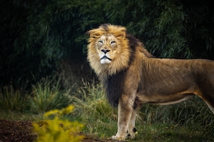 лев в естественной среде обитания 