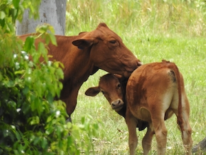 коричневые коровы на поле, корова и теленок 