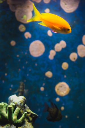 желтая рыбка в аквариуме, крупный план, вид сбоку 