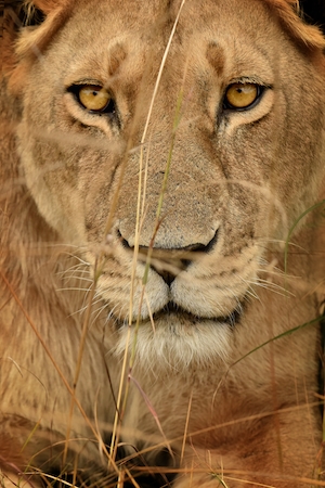 Фотография африканского льва крупным планом 