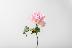 Одинокая розовая роза