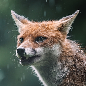 дикая рыжая лиса под дождем

