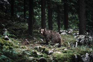 бурый медведь в дикой природе 