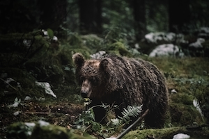 красивый дикий медведь в темноте словенского леса