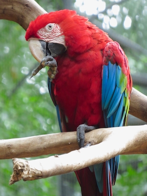красный попугай с разноцветными крыльями 