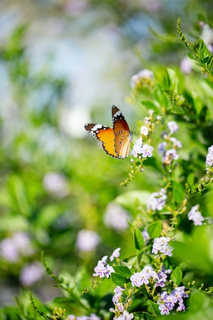 Бабочка на цветущем растении 