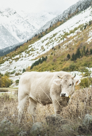 белый бык в горах