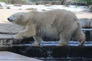 белый медведь вышел из воды 