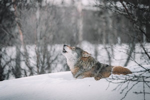 Воющий зимой волк 