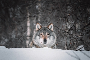 волк в лесу, смотрит в кадр 