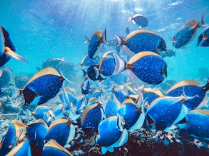 синие пестрые рыбки с яркими плавниками у рифов 