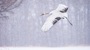 Молодой журавль летит во время снегопада
