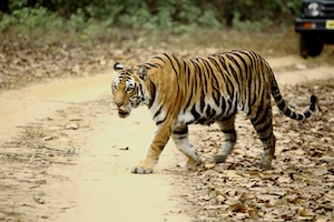 тигр переходит дорогу 
