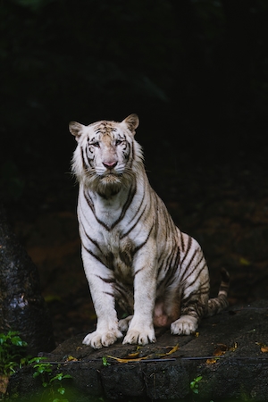 белый тигр сидит, смотрит в кадр 