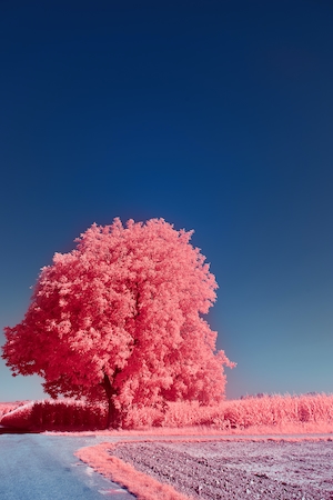 ярко-розовое дерево у леса на фоне насыщенно синего неба 